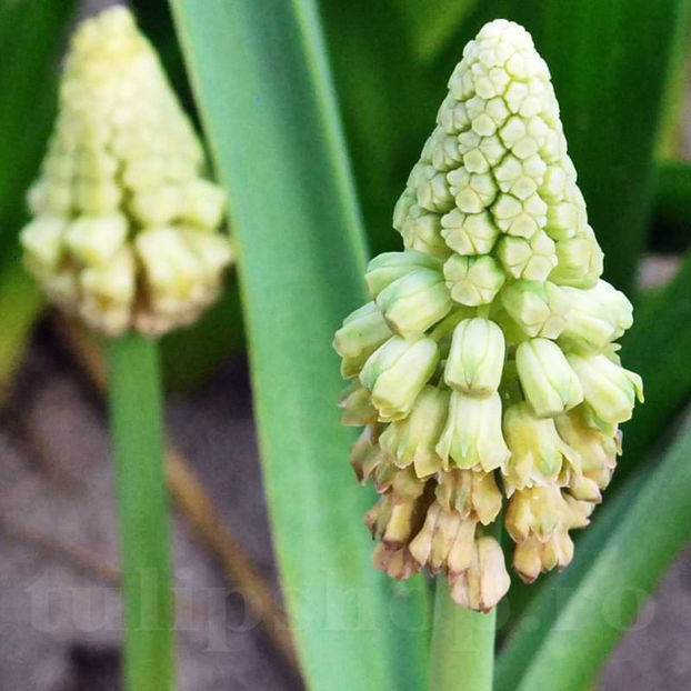 Bulbi Muscari Paradoxum Green Pearl - Bulbi Flori Toamna 2022
