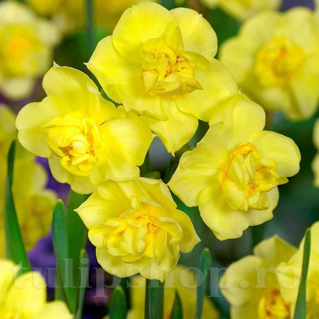 Bulbi Narcise Yellow Cheerfulness - Bulbi Flori Toamna 2022