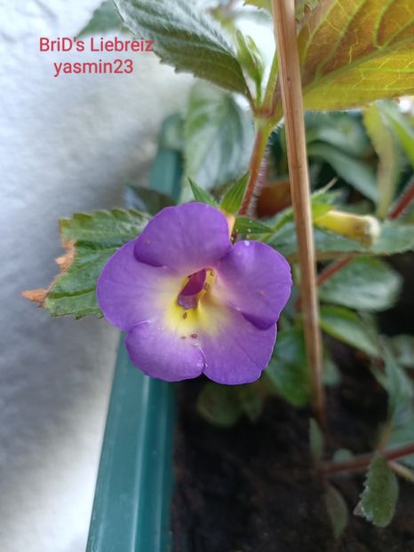 25.07.2022 - A-Achimenes BriDs