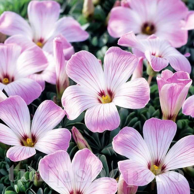 Bulbi Oxalis Adenophylla (Trifoi) - Bulbi Flori Toamna 2022