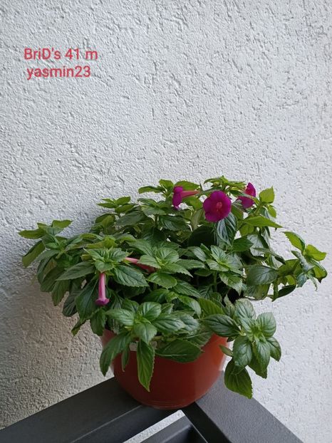 25.07.2022 - BriDs 41m