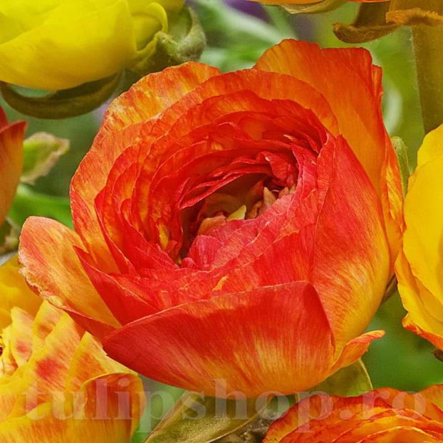 Bulbi Ranunculus Aviv Picotee Orange (Piciorul Cocoșului) - Bulbi Flori Toamna 2022