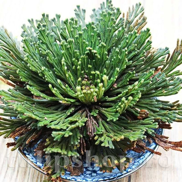 Bulbi Trandafir de Ierihon (Selaginella Lepidophylla) - Bulbi Flori Toamna 2022
