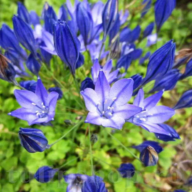 Bulbi Triteleia Queen Fabiola (Brodiaea) - Bulbi Flori Toamna 2022