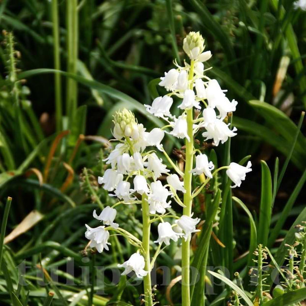 Bulbi Viorea Campanulata Alba (Scilla) - Bulbi Flori Toamna 2022