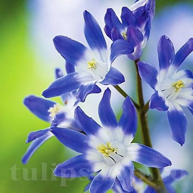 Bulbi Viorea Forbesi Blue (Chionodoxa) - Bulbi Flori Toamna 2022