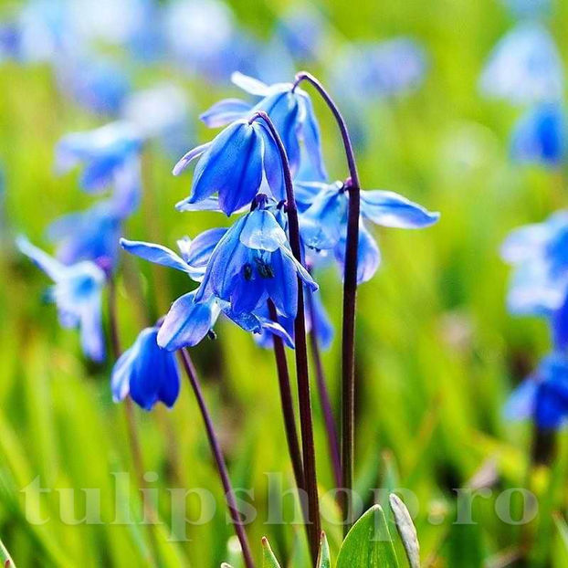 Bulbi Viorea Sibirica (Scilla) - Bulbi Flori Toamna 2022