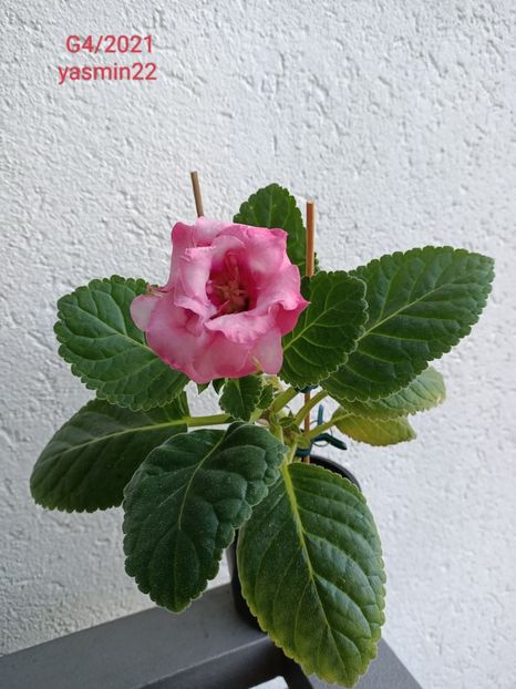 25.07.2022 - Gloxinia x din 2021 G4