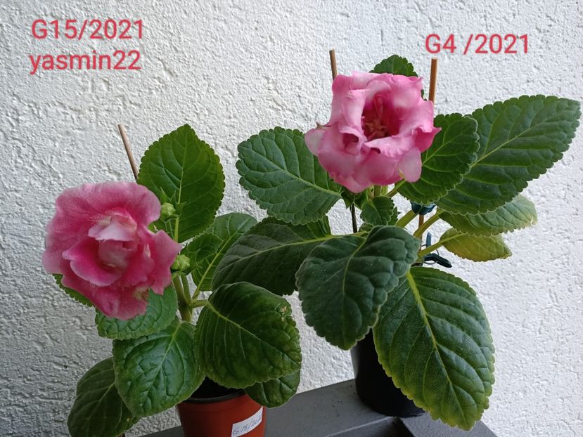  - Gloxinia x din 2021 G 15