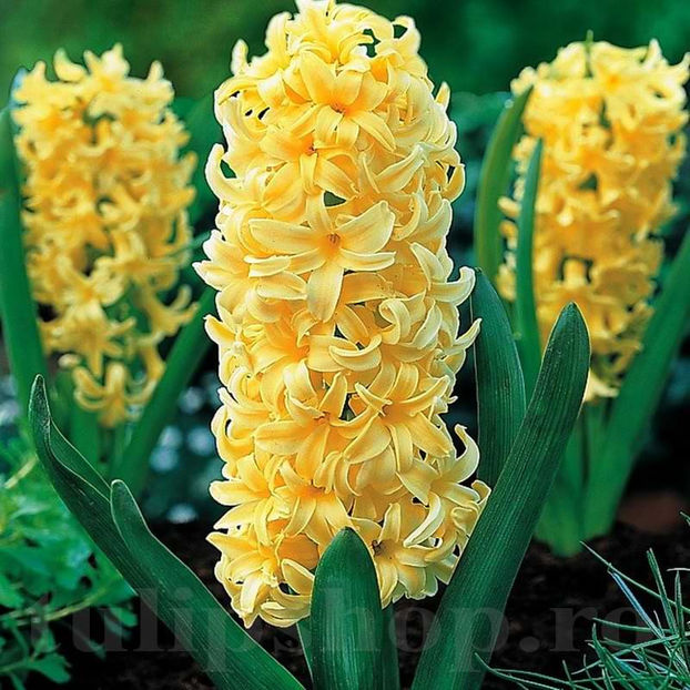 Bulbi Zambile City of Haarlem (Hyacinthus) - Bulbi Flori Toamna 2022