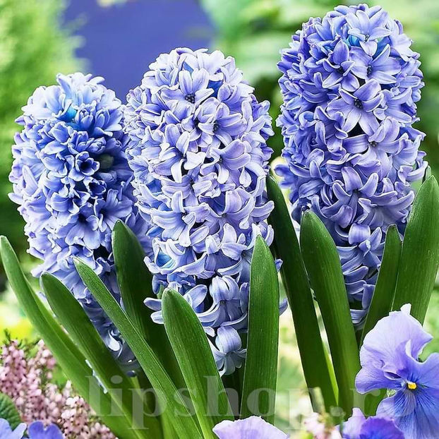 Bulbi Zambile Delft Blue (Hyacinthus) - Bulbi Flori Toamna 2022