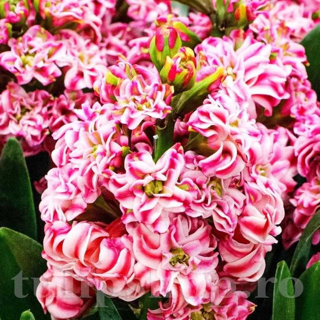 Bulbi Zambile Eros (Hyacinthus) - Bulbi Flori Toamna 2022