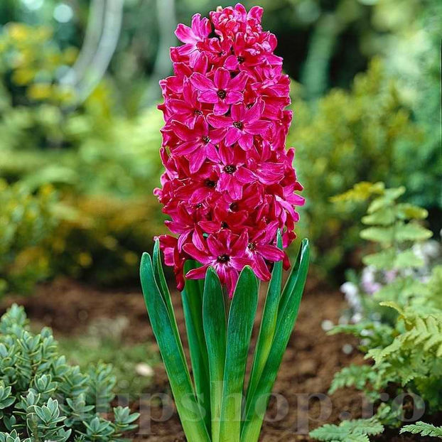 Bulbi Zambile Jan Boss (Hyacinthus) - Bulbi Flori Toamna 2022