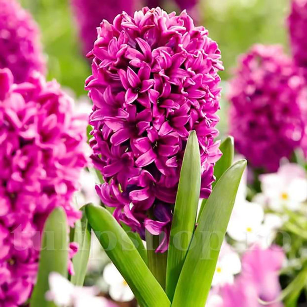 Bulbi Zambile Miss Saigon (Hyacinthus) - Bulbi Flori Toamna 2022