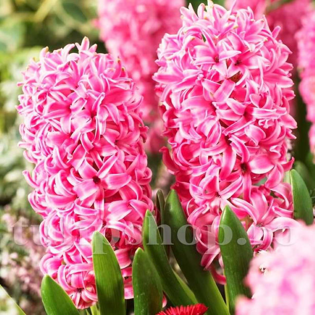 Bulbi Zambile Pink Pearl (Hyacinthus) - Bulbi Flori Toamna 2022