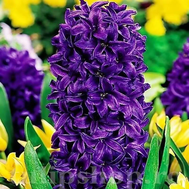 Bulbi Zambile Purple Star (Hyacinthus) - Bulbi Flori Toamna 2022