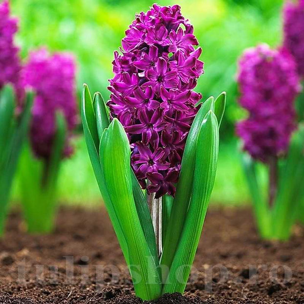 Bulbi Zambile Woodstock (Hyacinthus) - Bulbi Flori Toamna 2022