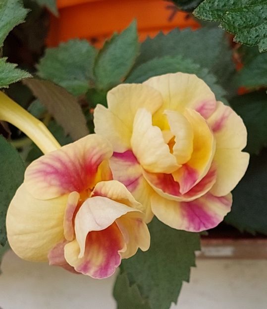Rf's Tropicana - AAA RIZOMI ACHIMENES DISPONIBILI -2023