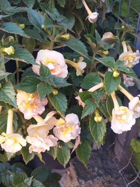  - Yellow English Rose