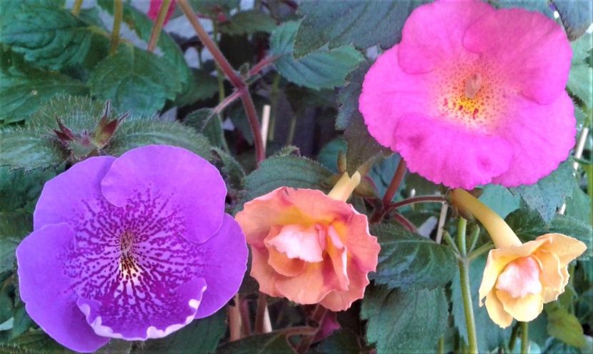  - 0000 ACHIMENES