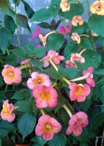  - 000012 ACHIMENES