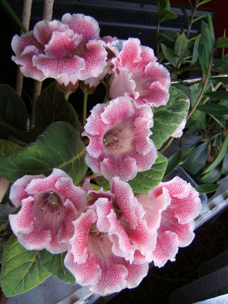 23 iulie - o parte a plantei - Gloxinia mea