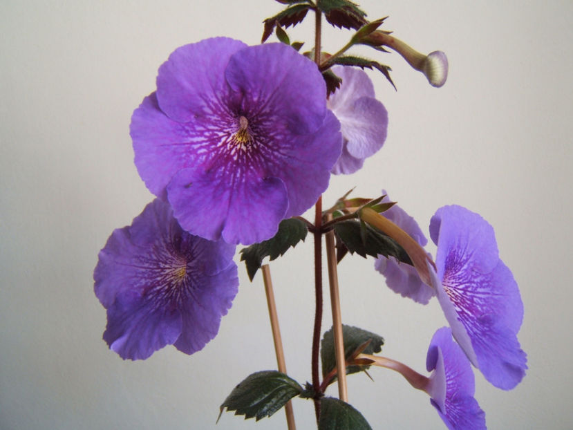 Serge`s revelation - Multumesc!