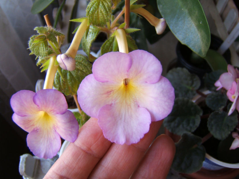 Sweet giant - Multumesc!