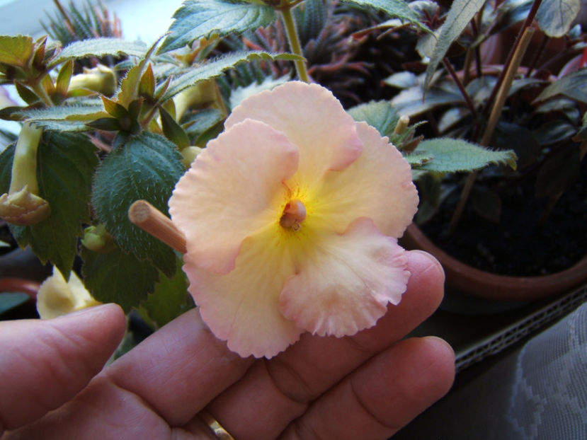 Yellow english rose - Multumesc!