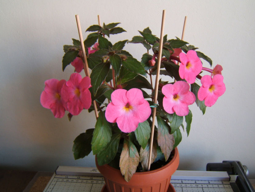 Golden jubilee - Achimenes flori