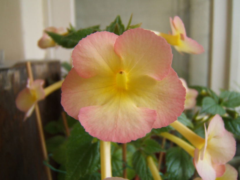 Sauline 2022 - Achimenes flori