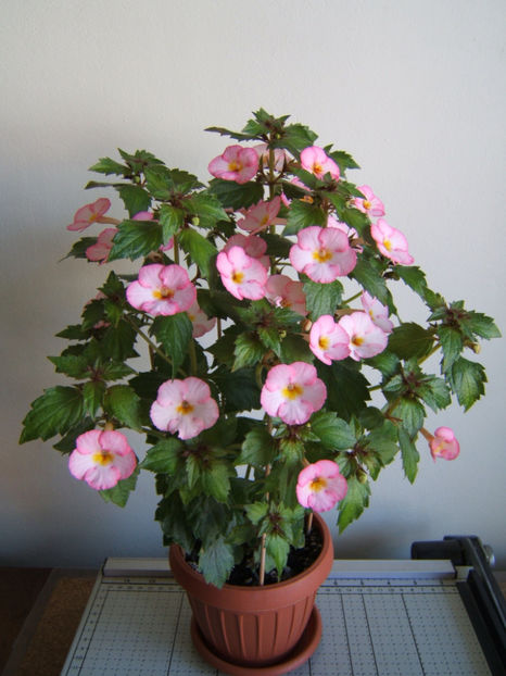 Sun wind - Achimenes flori