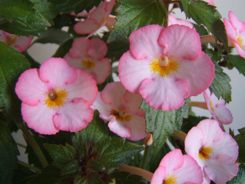 Sun wind - Achimenes flori