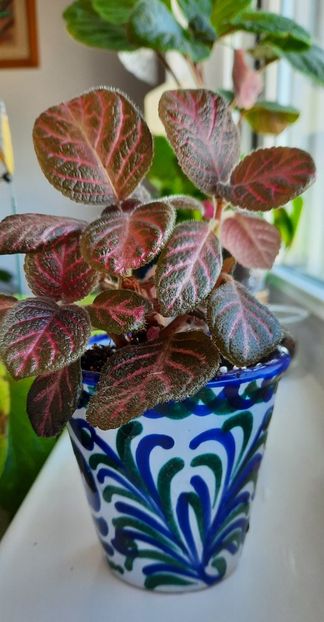Cea mai drăguță episcia ❤️❤️ - Episcia