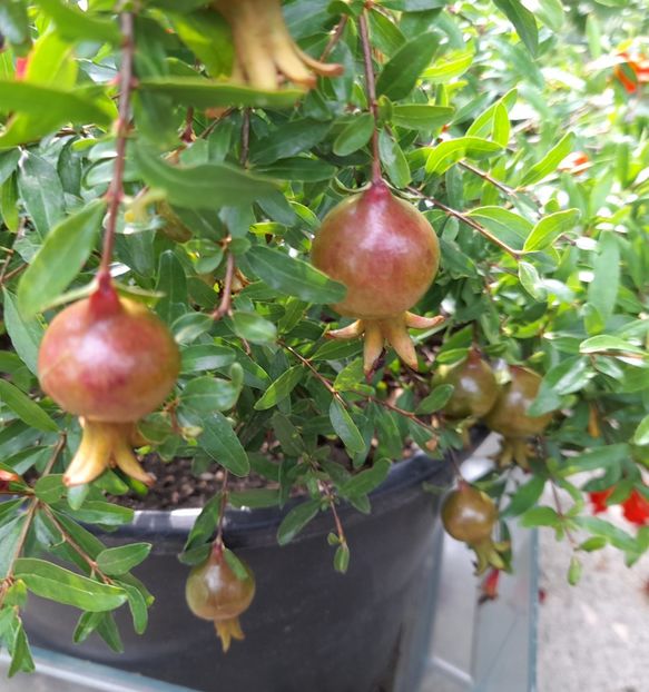  - 111 Bucurii pentru suflet 2022