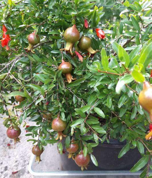  - 111 Bucurii pentru suflet 2022