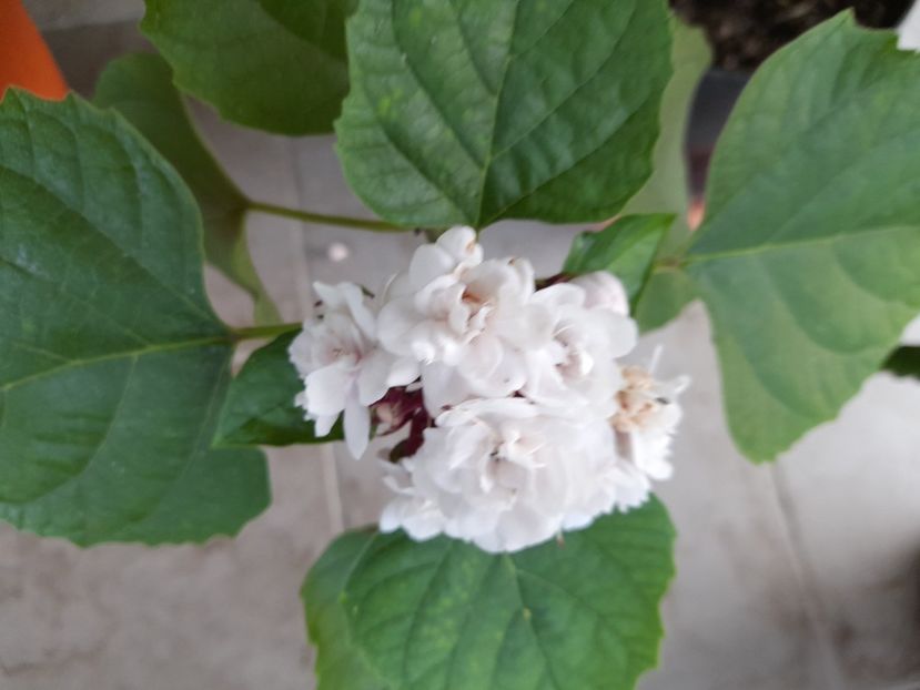  - 111 Bucurii pentru suflet 2022