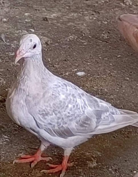  - Nu îmi aparțin 5