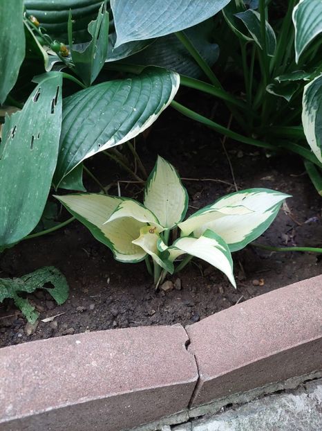 Albopicta - Hosta