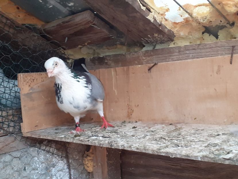  - 4-Jucatori de Galati