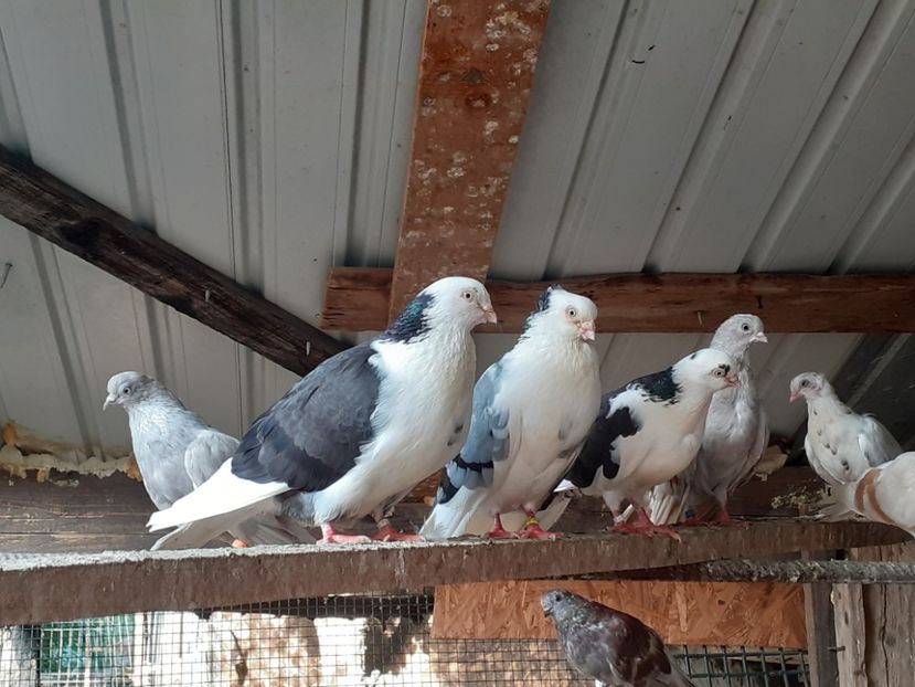  - 4-Jucatori de Galati