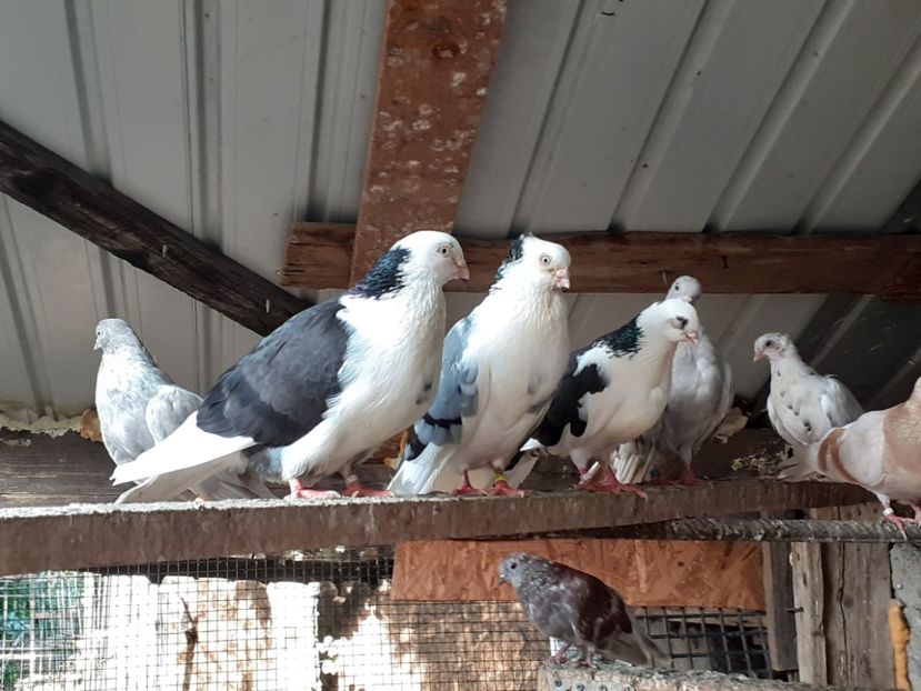  - 4-Jucatori de Galati