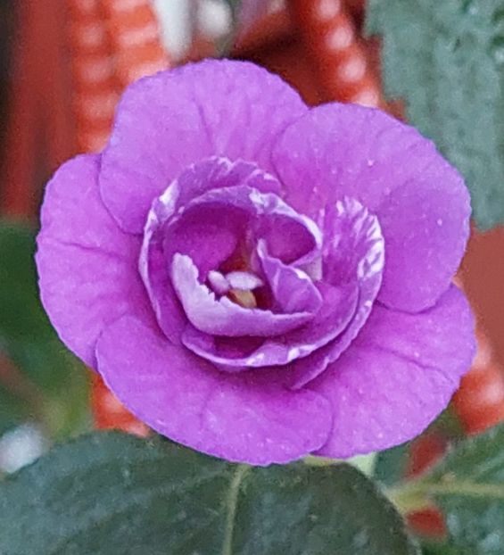 2022 - PURPLE MYSTERY