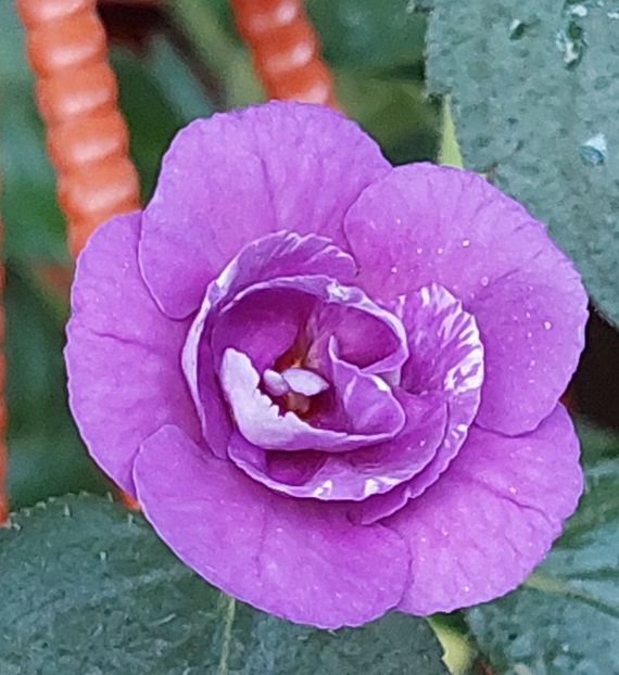  - PURPLE MYSTERY