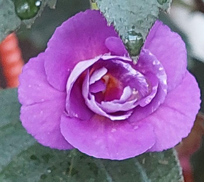  - PURPLE MYSTERY