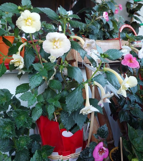  - YELLOW ENGLISH ROSE 2