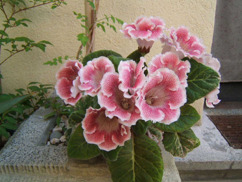 26 iulie - O parte a plantei - Gloxinia mea