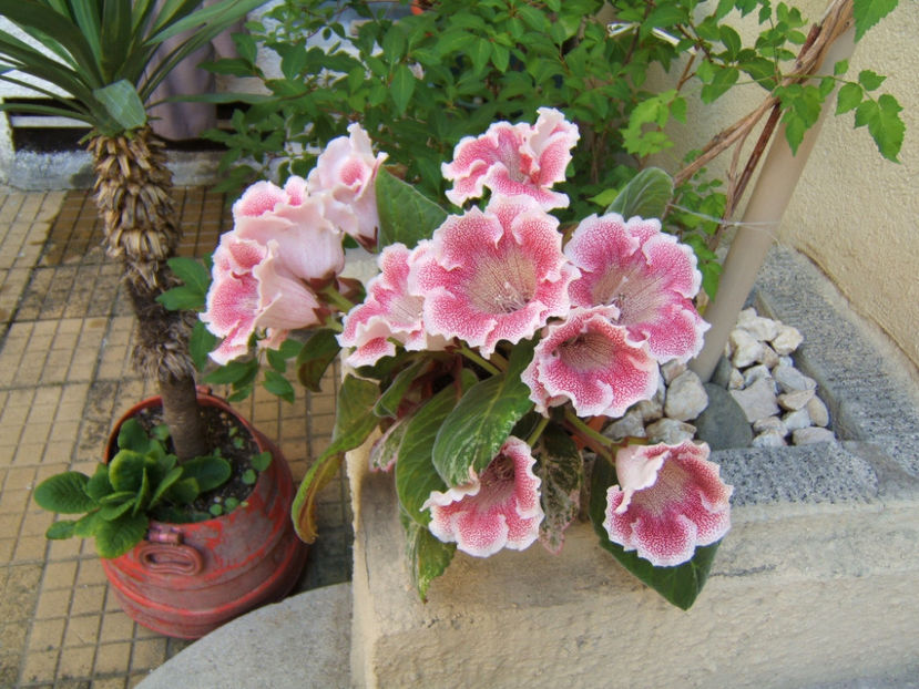 26 iulie - Cealalta parte - Gloxinia mea