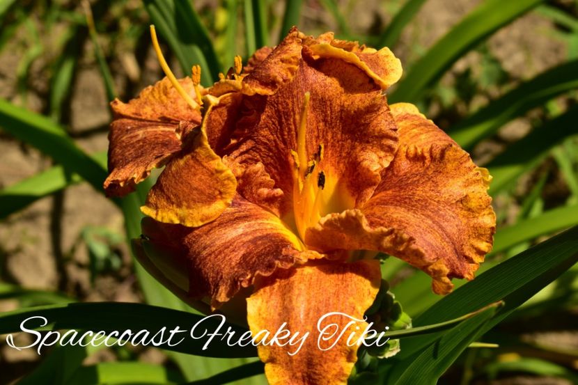 AddText_07-05-02.19.36 - Hemerocallis 2022