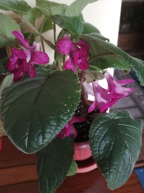  - Sininngia Isa s Gorgeous